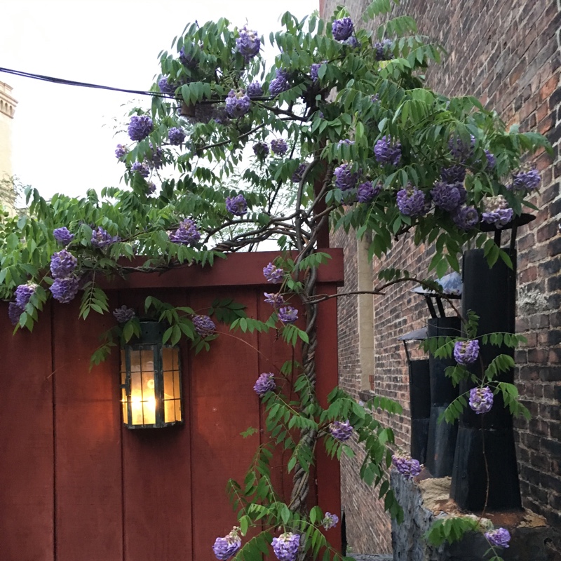 Plant image Wisteria frutescens