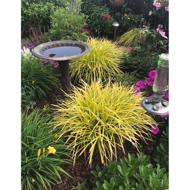 Plant image Carex oshimensis 'Everillo'