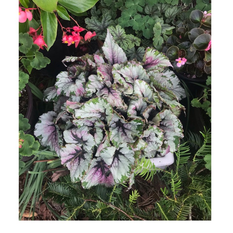 plant image 1660152 plant image 1660152