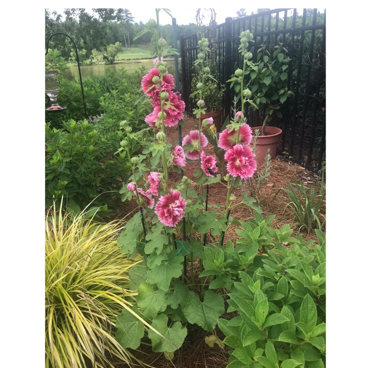 plant image 1660181