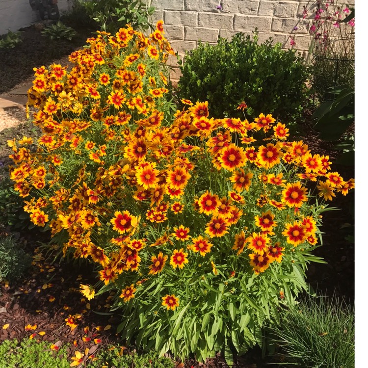 Plant image Coreopsis 'UpTick™ Gold & Bronze'