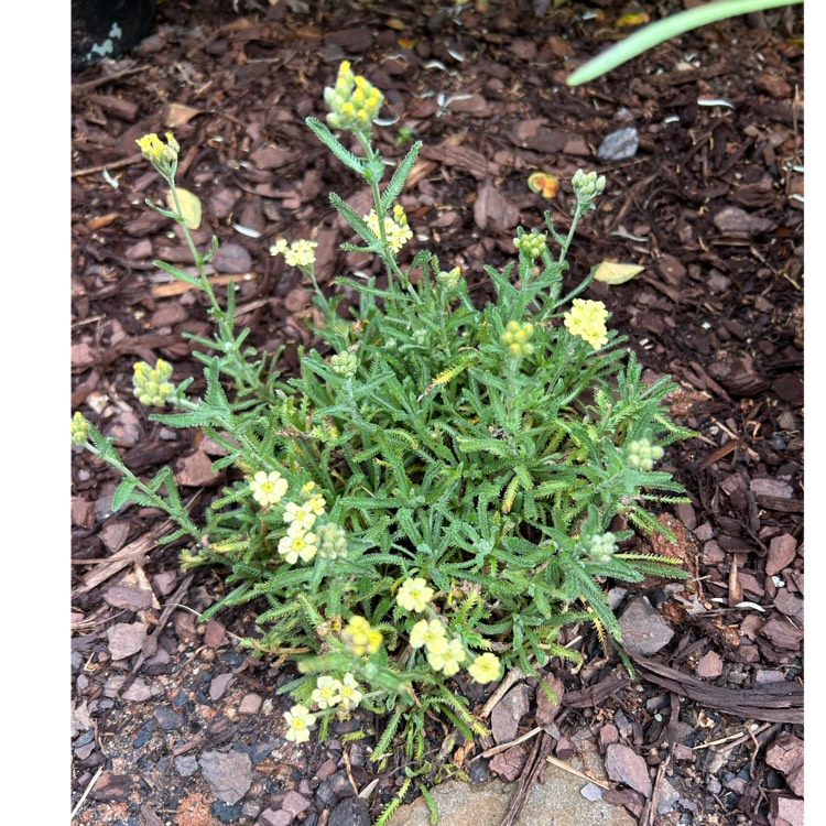 plant image 1660354