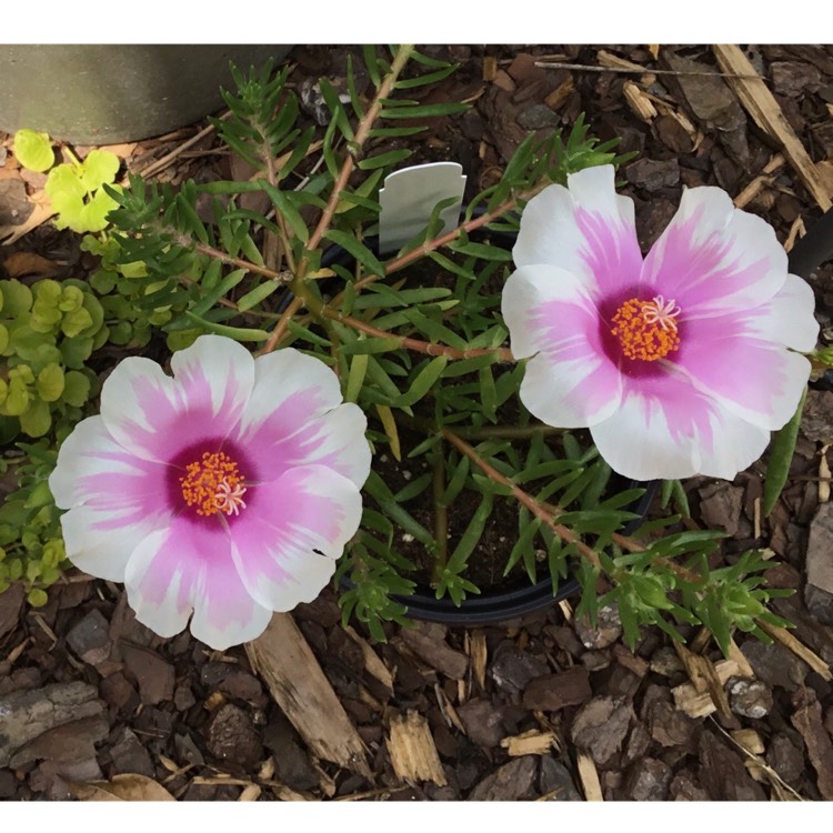 Plant image Portulaca grandiflora 'Samba Pink Bicolor'
