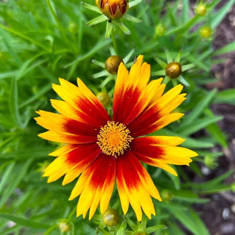plant image 1664730