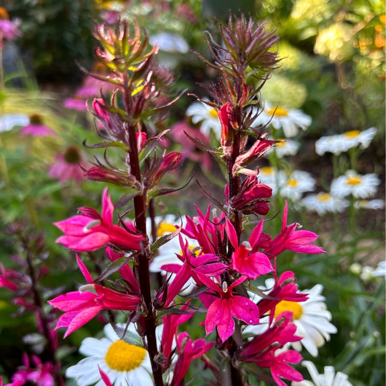 plant image 1681701