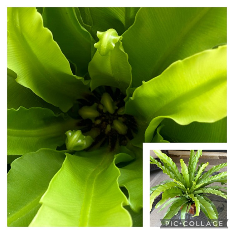 plant image 1685459
