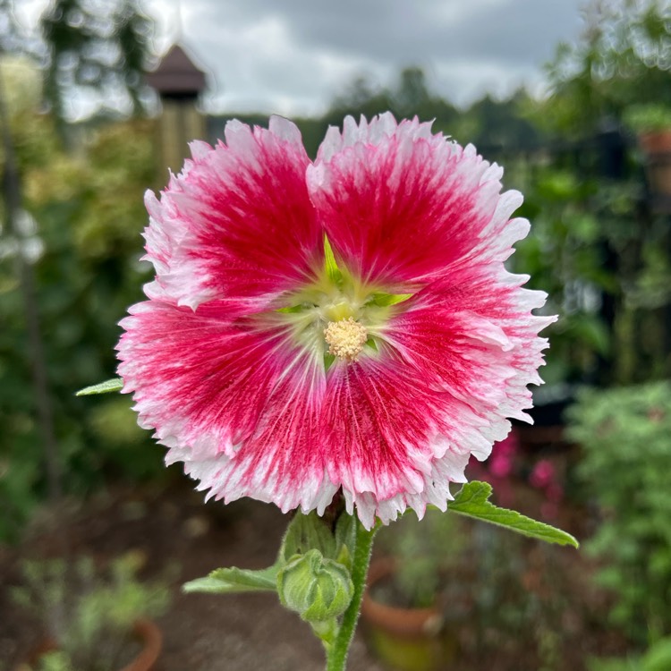 Plant image Alcea rosea 'Fiesta Time' syn. Alcea rosea 'Fiesta'