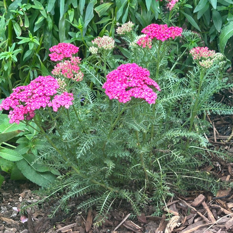 Plant image Achillea Millefolium 'Saucy Seduction'