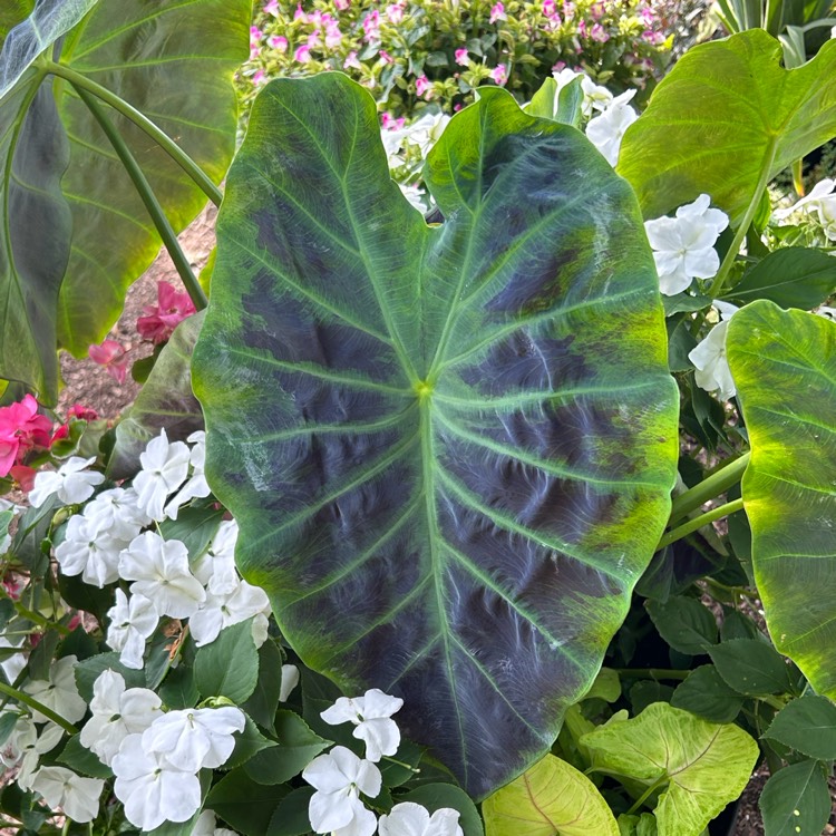 plant image 1689509 plant image 1689509