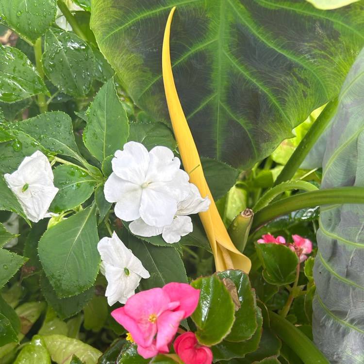 plant image 1689515 plant image 1689515