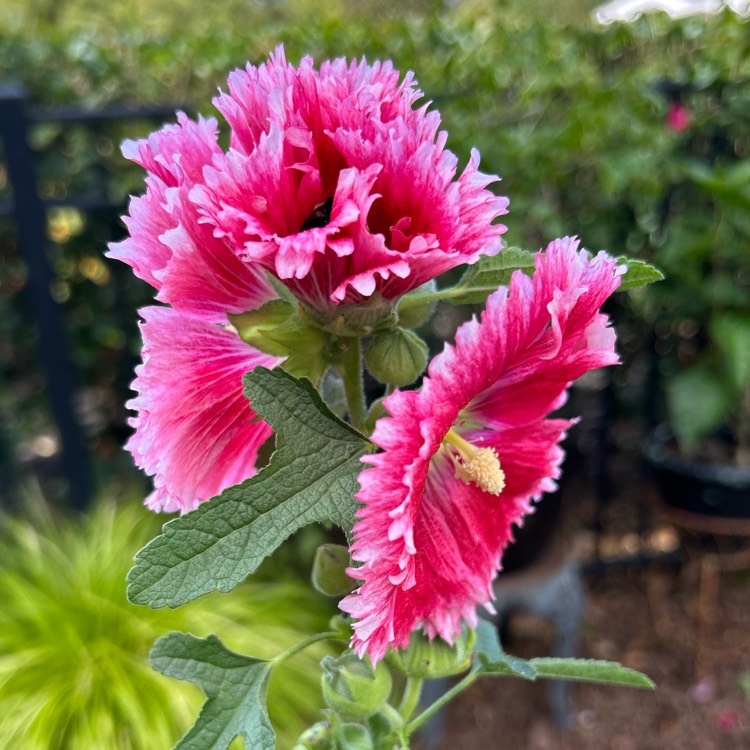 plant image 1691188