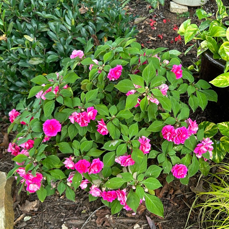 plant image 1691534