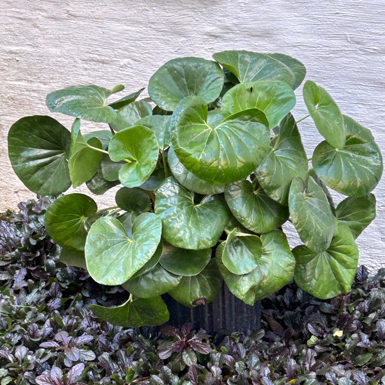 plant image 1691609 plant image 1691609