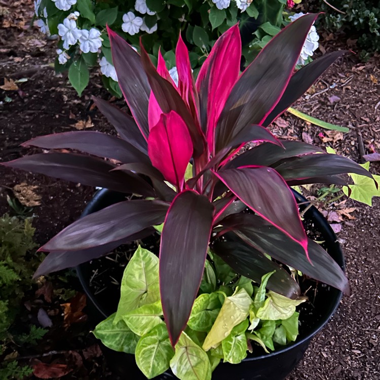 Plant image Cordyline Fruticosa 'Red Sister'