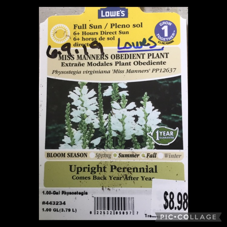 plant image 1716536