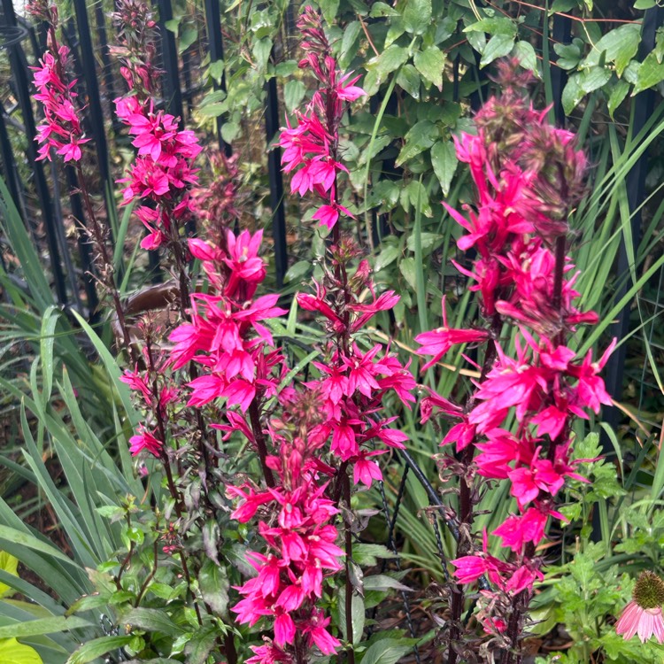 plant image 1720476