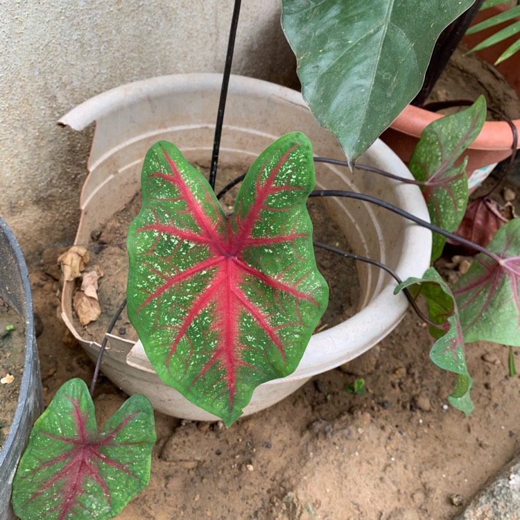 Plant image Caladium hortulanum 'Pink Cloud'