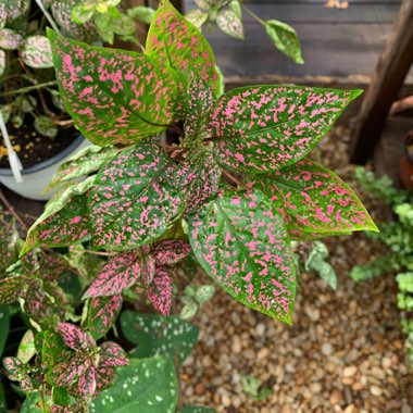 Polka Dot Plant