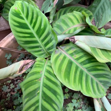 Zebra plant