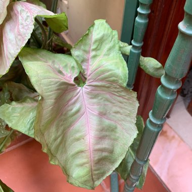 Arrowhead Vine