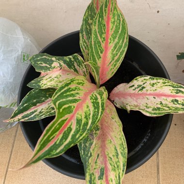 Chinese Evergreen