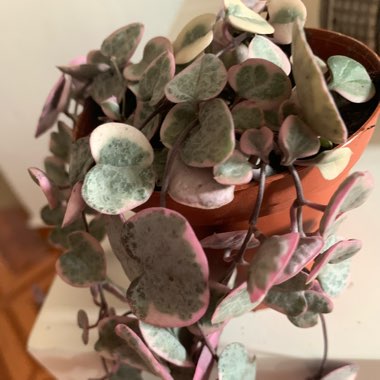 Variegated String Of Hearts