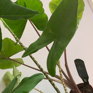 vilmafrica's plant
