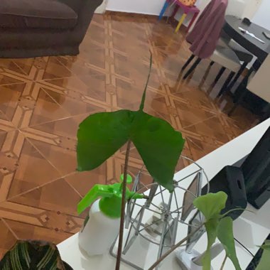 Alocasia 'Stingray'