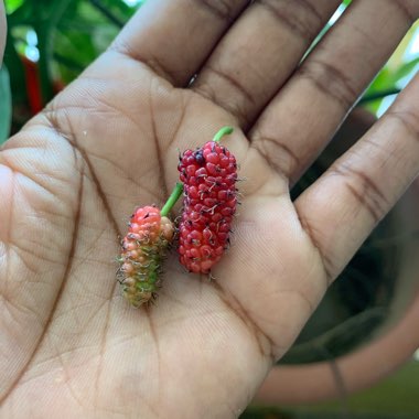 Blackberry