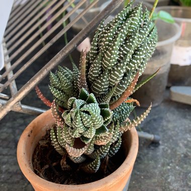 Haworthia 'Zebra'