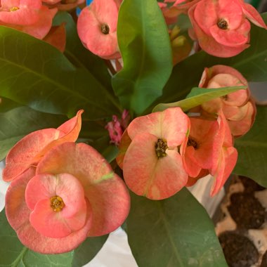 Crown Of Thorns - Miniature Variety
