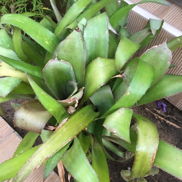 plant image 965804