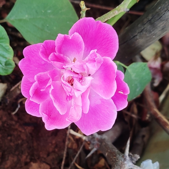 plant image 1555711
