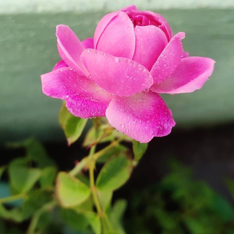 Plant image Rosa x damascena