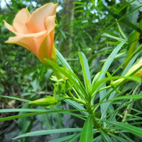 plant image 806745