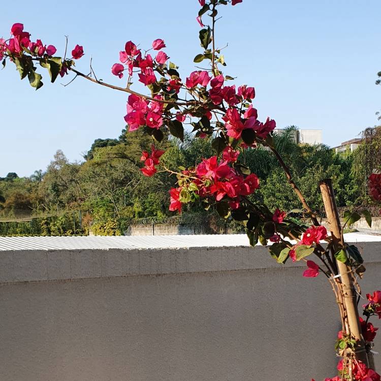 Plant image Bougainvillea spectabilis
