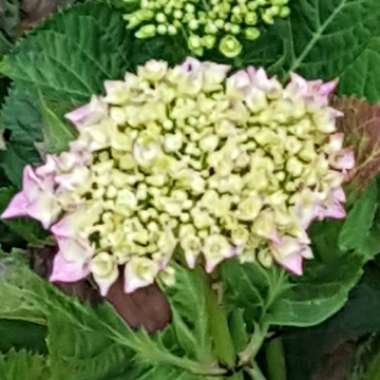 Gary's garden