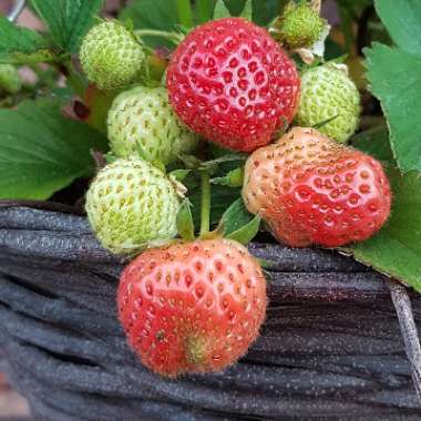 Gary's garden
