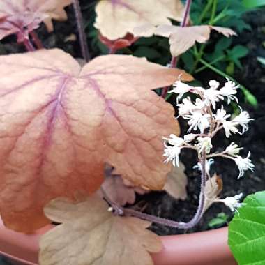 Gary's garden