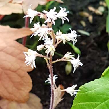 Gary's garden