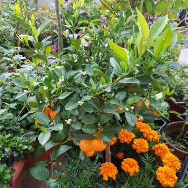 Gary's garden