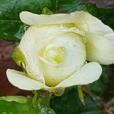 Gary's garden