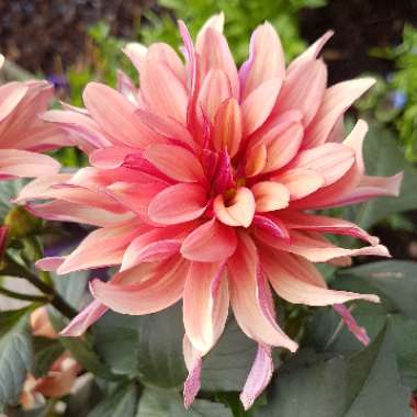Gary's garden
