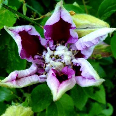 Gary's garden