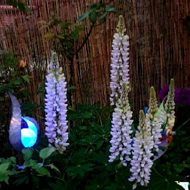 Gary's garden
