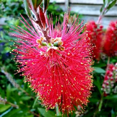 Gary's garden