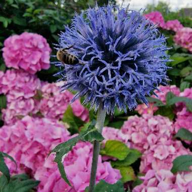 Gary V's garden