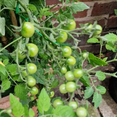 Gary V's garden