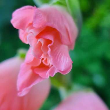 Gary V's garden