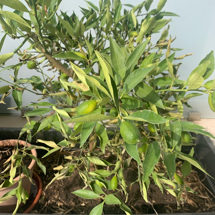 Plant image Citrus japonica x Citrus aurantiifolia